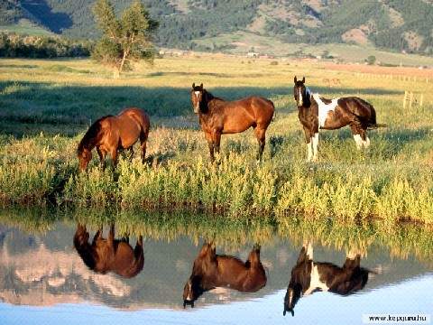 caballos