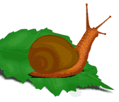 caracol