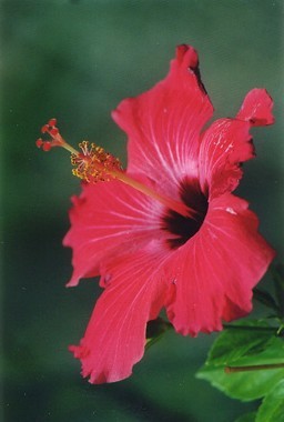 Hibiscus