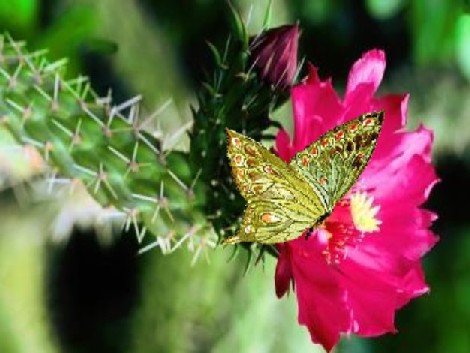 La mariposa y la flor