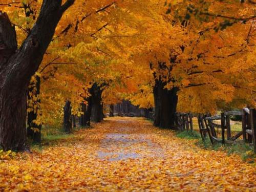 Bosque en otoño