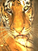 tigre