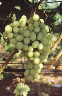 racimo de uvas